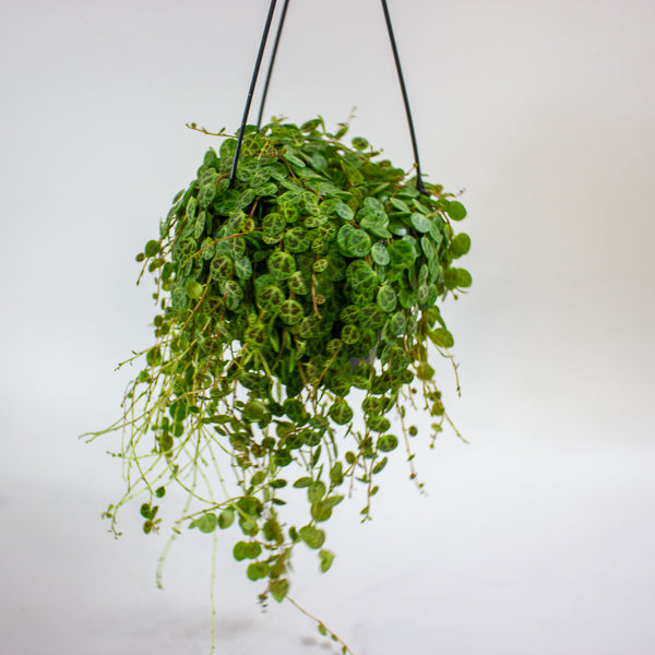 Peperomia prostrata 14cm H15cm
