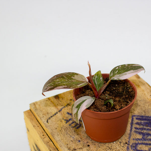 Philodendron Pink Princess 6cm H15cm