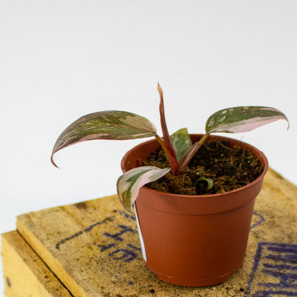 Philodendron Pink Princess 6cm H15cm