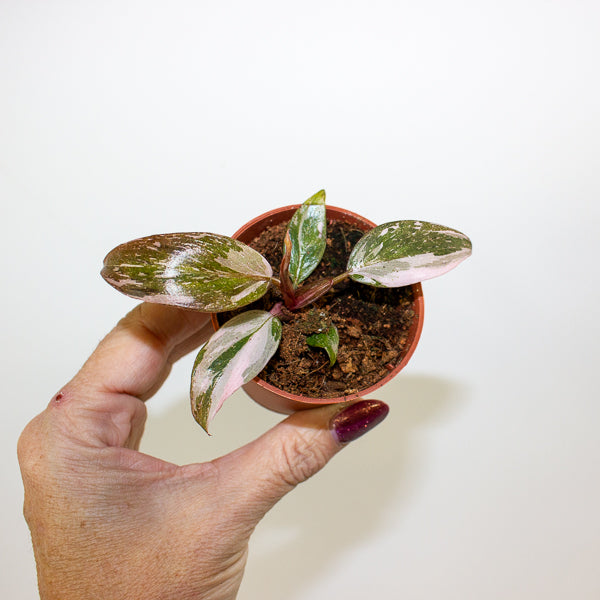 Philodendron Pink Princess 6cm H15cm