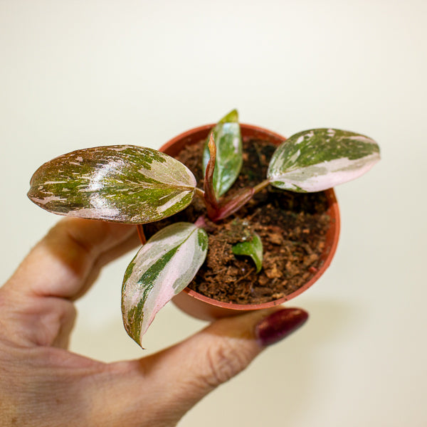 Philodendron Pink Princess 6cm H15cm