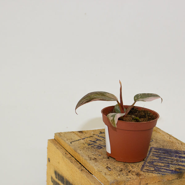 Philodendron Pink Princess 6cm H15cm