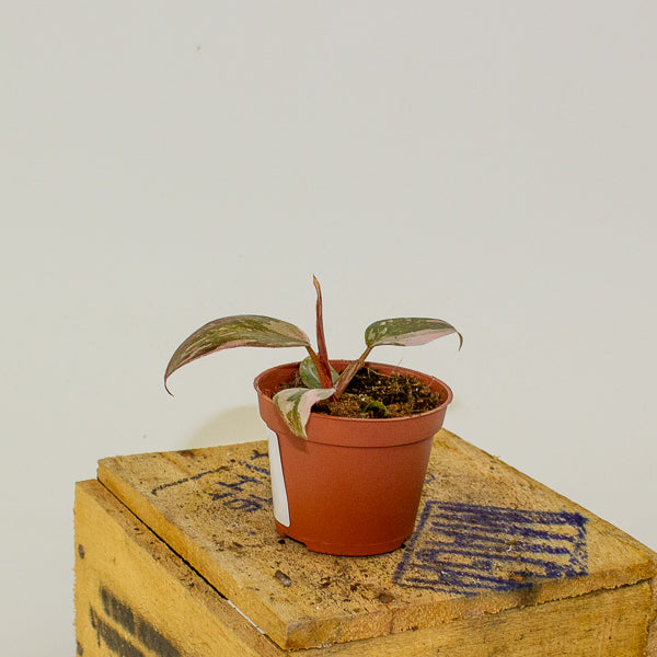 Philodendron Pink Princess 6cm H15cm