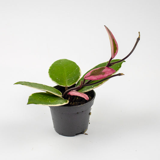 Hoya carnosa Floraganza Flamingo Dream Ø9cm H15cm