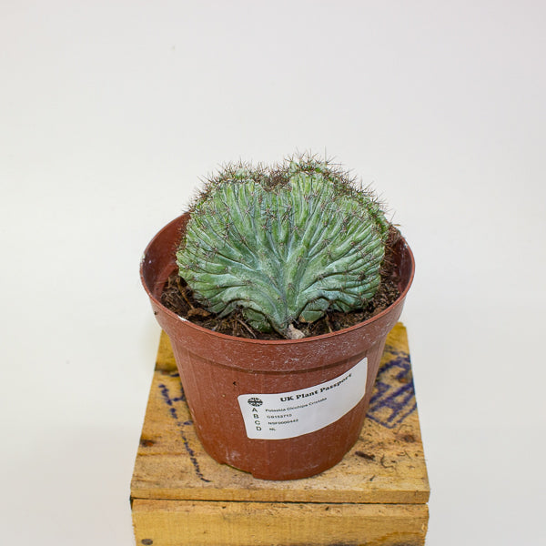 Polaskia Chichipe Cristata 12cm H18cm