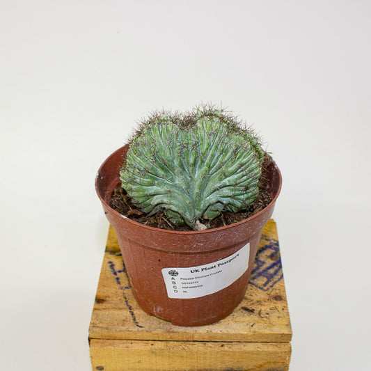 Polaskia Chichipe Cristata 12cm H18cm