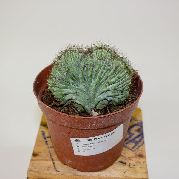 Polaskia Chichipe Cristata 12cm H18cm