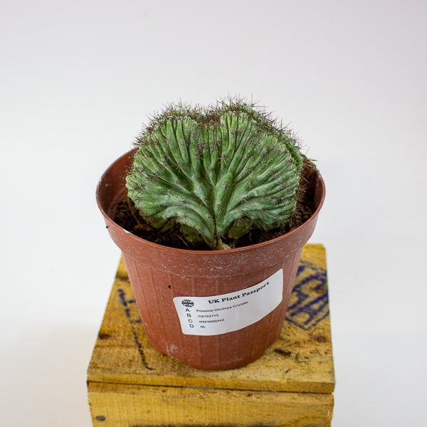 Polaskia Chichipe Cristata 12cm H18cm