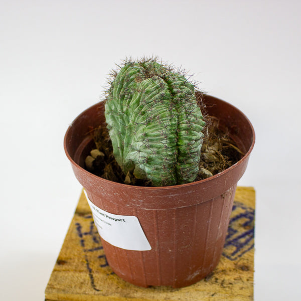 Polaskia Chichipe Cristata 12cm H18cm