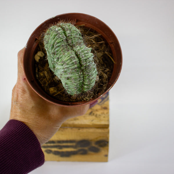 Polaskia Chichipe Cristata 12cm H18cm