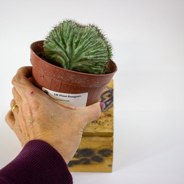 Polaskia Chichipe Cristata 12cm H18cm