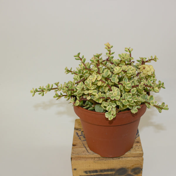 Portulacaria afra variegata 14cm H20cm
