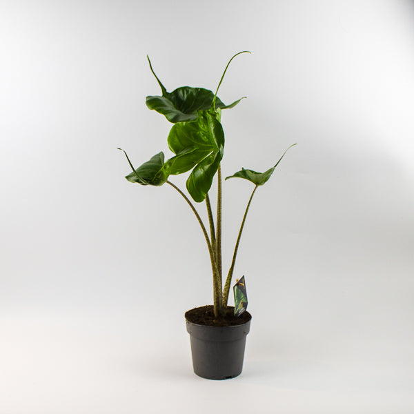 Alocasia macrorrhizos 'Stingray'