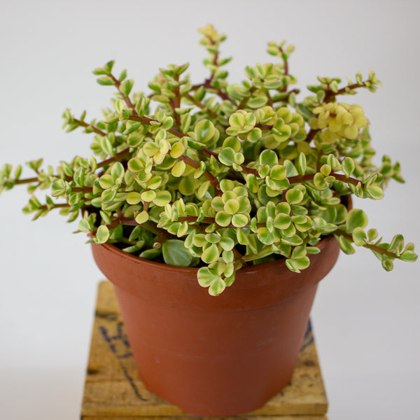 Portulacaria afra variegata 14cm H20cm