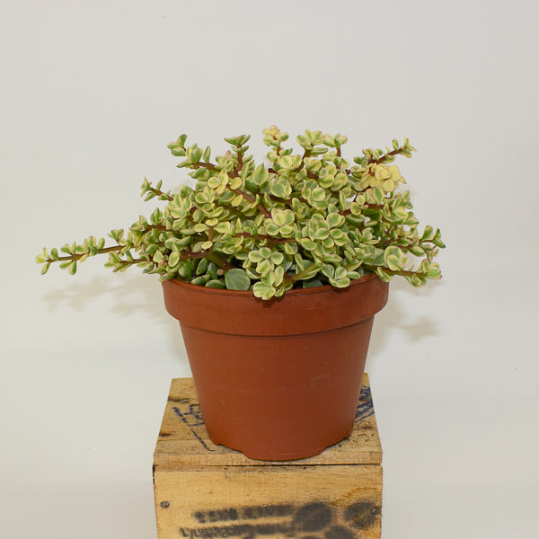 Portulacaria afra variegata 14cm H20cm