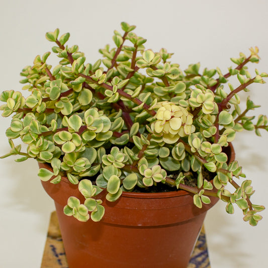 Portulacaria afra variegata 14cm H20cm