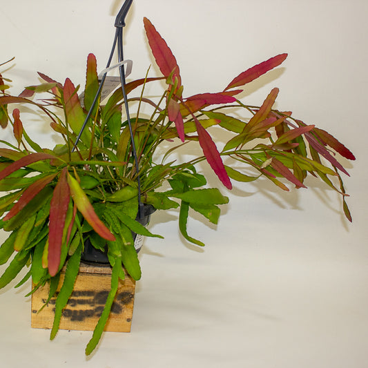Rhipsalis 'Red Coral' 14