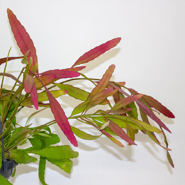 Rhipsalis 'Red Coral' 15