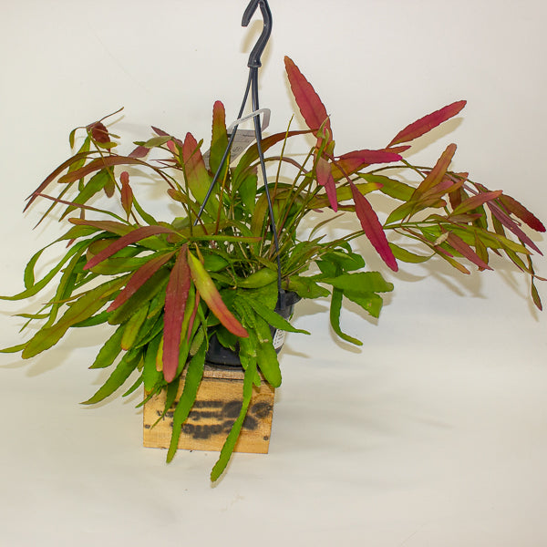 Rhipsalis 'Red Coral' 16