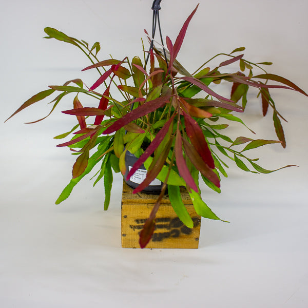 Rhipsalis 'Red Coral' 17