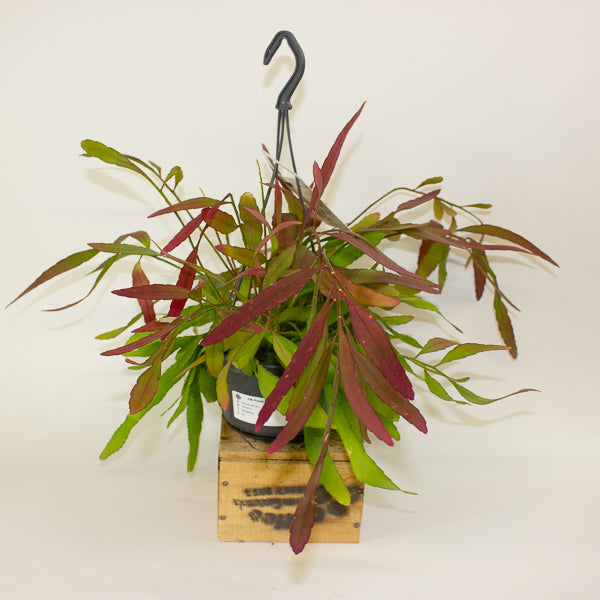 Rhipsalis 'Red Coral' 18