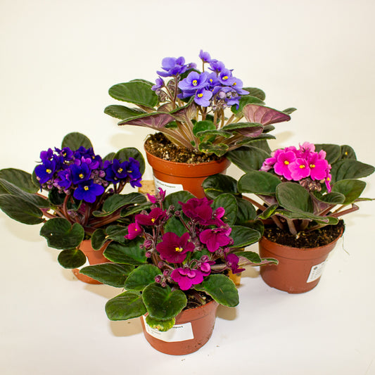 Saintpaulia mixed - Choose one from our selection 12cm H20cm