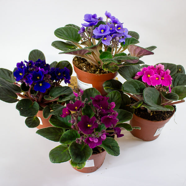 Saintpaulia mixed - Choose one from our selection 12cm H20cm
