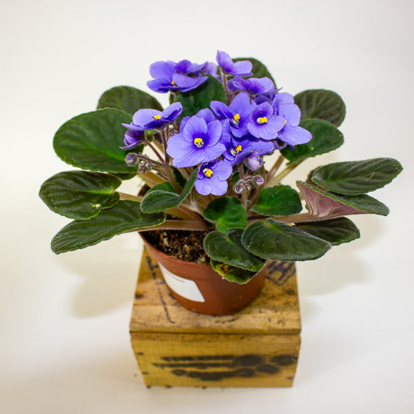 Saintpaulia mixed - Choose one from our selection 12cm H20cm