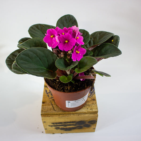 Saintpaulia mixed - Choose one from our selection 12cm H20cm