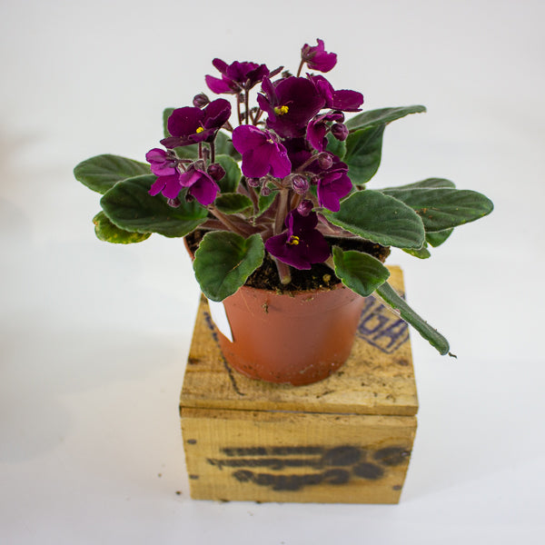 Saintpaulia mixed - Choose one from our selection 12cm H20cm