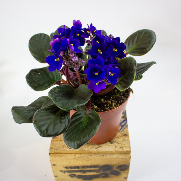 Saintpaulia mixed - Choose one from our selection 12cm H20cm