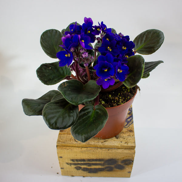 Saintpaulia mixed - Choose one from our selection 12cm H20cm