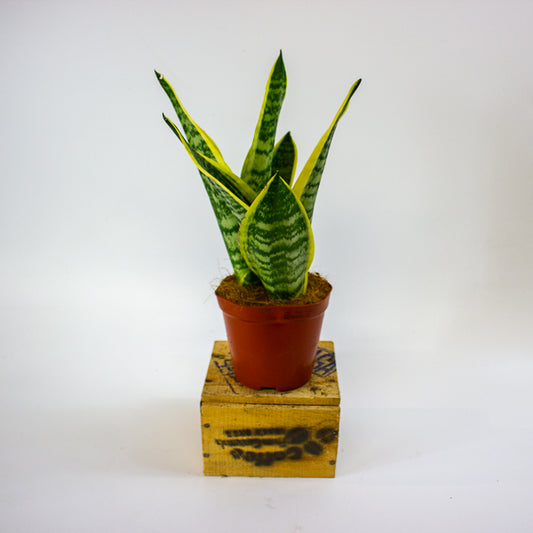 Sansevieria Futura Superba 12cm H30cm
