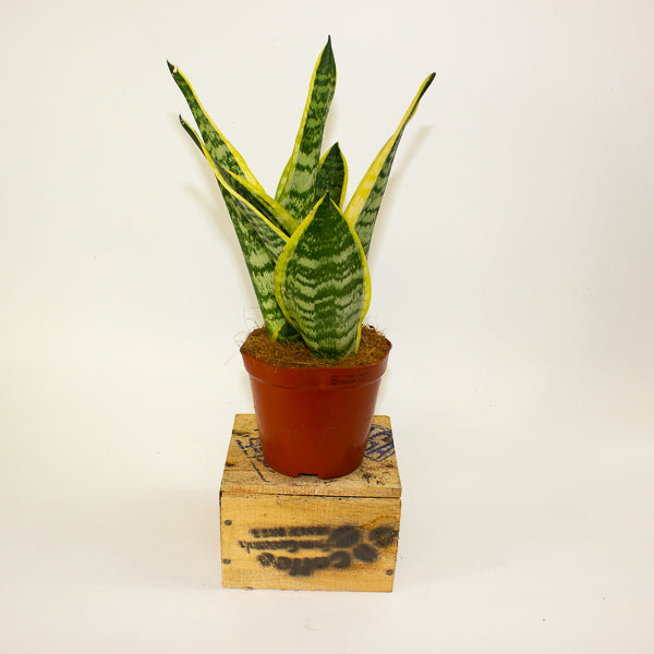 Sansevieria Futura Superba 12cm H30cm