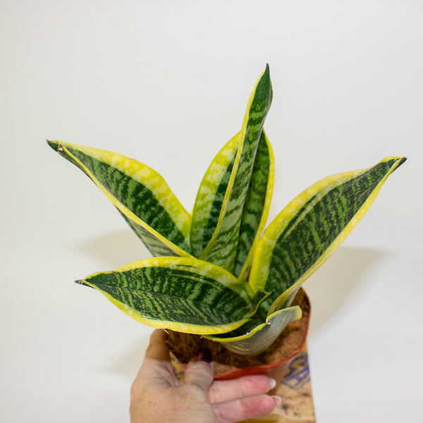 Sansevieria Futura Superba 12cm H30cm