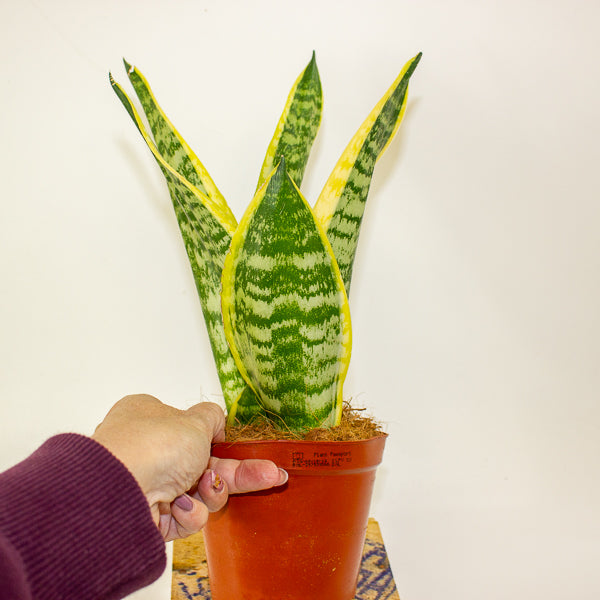 Sansevieria Futura Superba 12cm H30cm