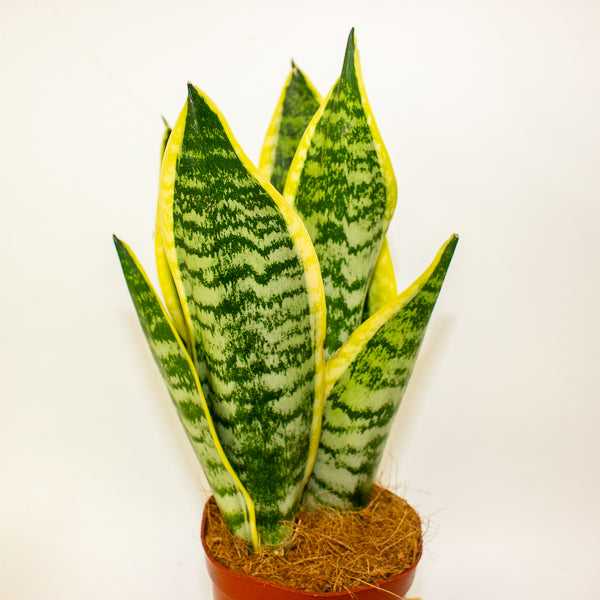 Sansevieria Futura Superba 12cm H30cm