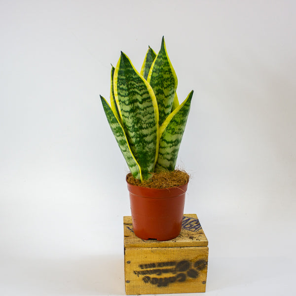 Sansevieria Futura Superba 12cm H30cm