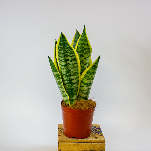 Sansevieria Futura Superba 12cm H30cm