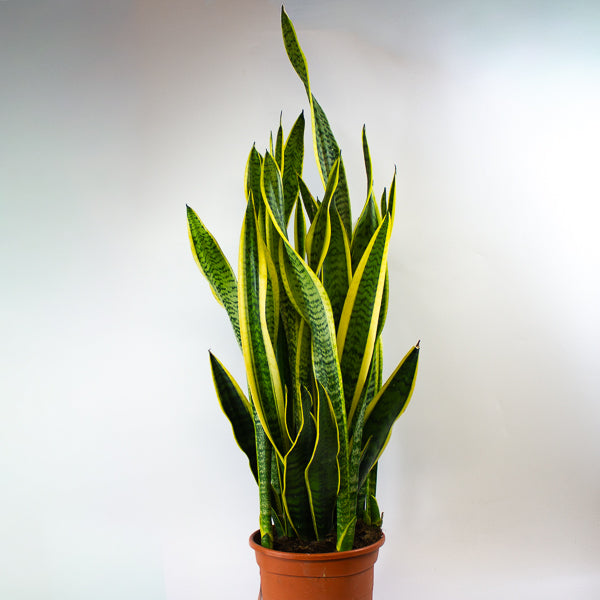 Sansevieria Laurentii 23cm H100cm
