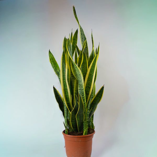 Sansevieria Laurentii 23cm H100cm