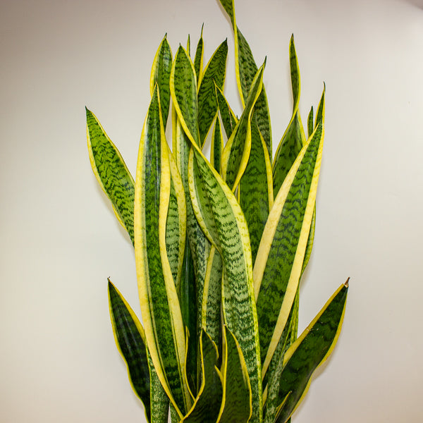 Dracaena trifasciata 'Laurentii'