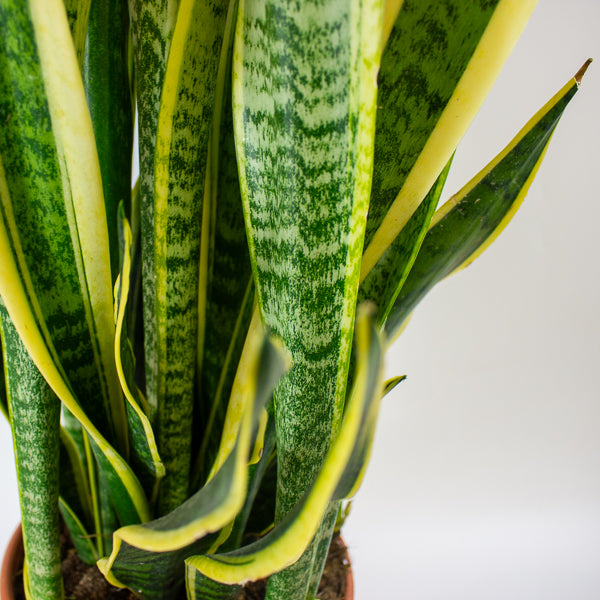 Sansevieria Laurentii 23cm H100cm