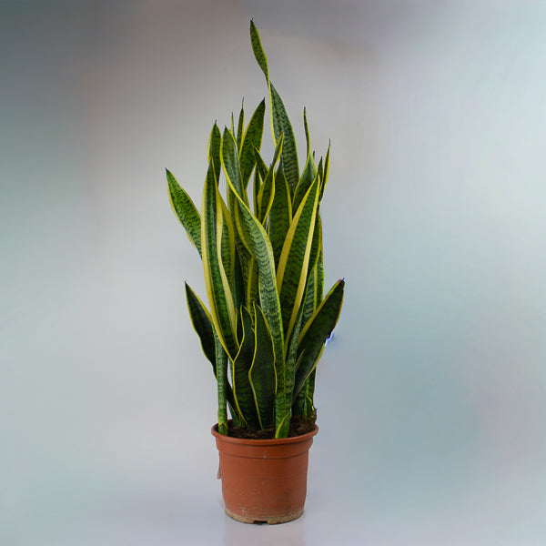 Sansevieria Laurentii 23cm H100cm