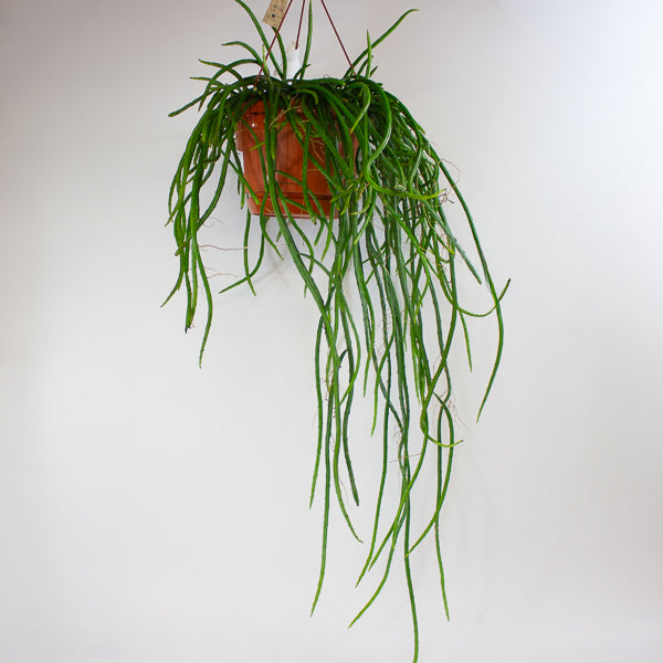 Selenicereus wercklei 21cm H40cm