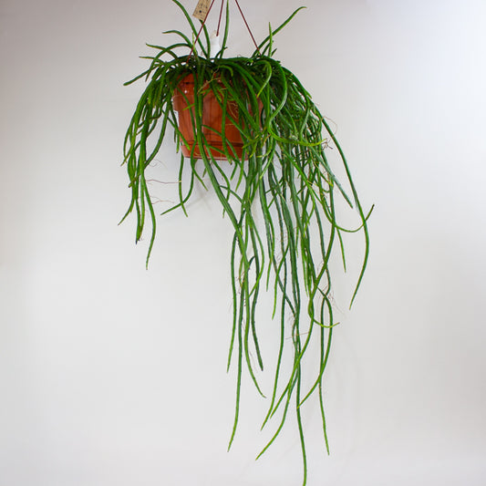 Selenicereus wercklei 21cm H40cm