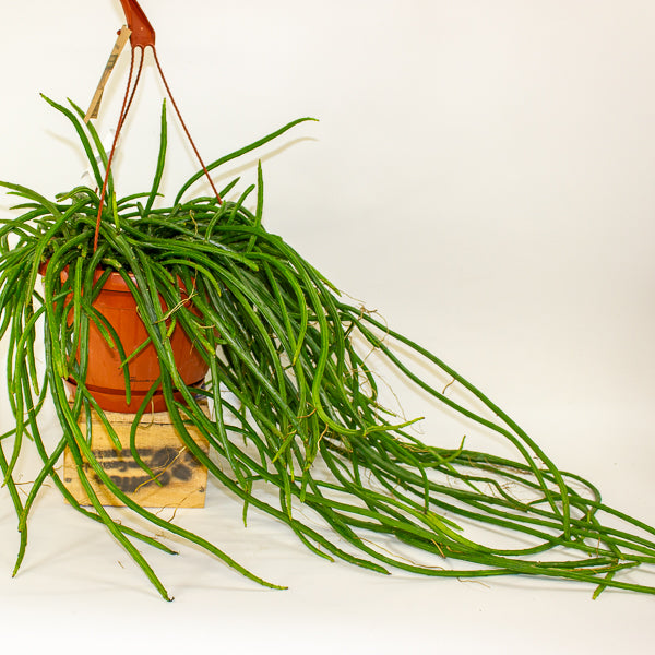 Selenicereus wercklei 21cm H40cm