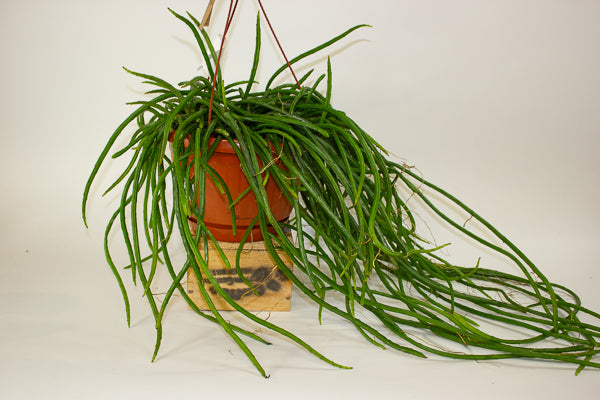 Selenicereus wercklei 21cm H40cm