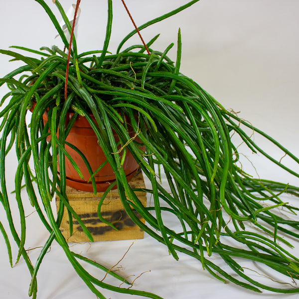 Selenicereus wercklei 21cm H40cm