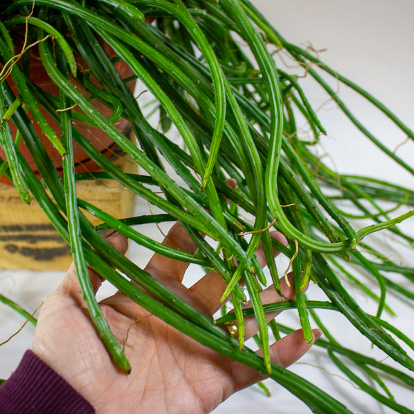 Selenicereus wercklei 21cm H40cm